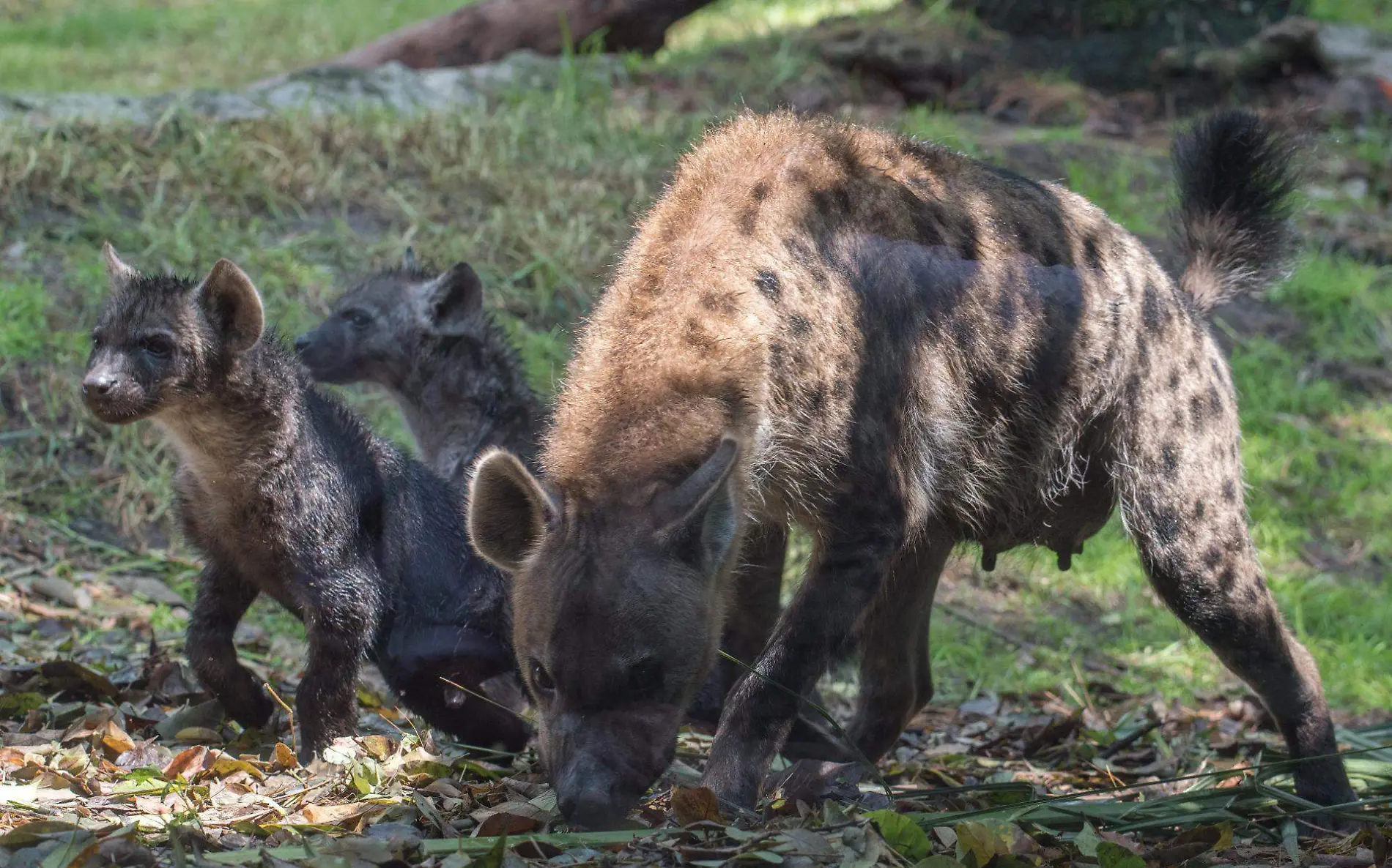 713274_Presentación Hienas Zoológico-8_web